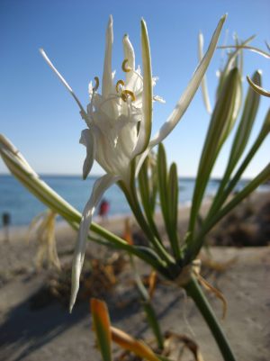 Pancratium maritimum species